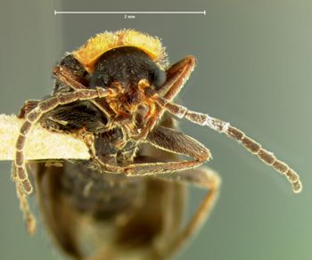 Media type: image;   Entomology 3404 Aspect: head frontal view